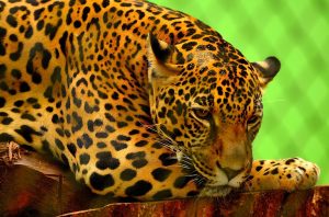 Występowania jaguara