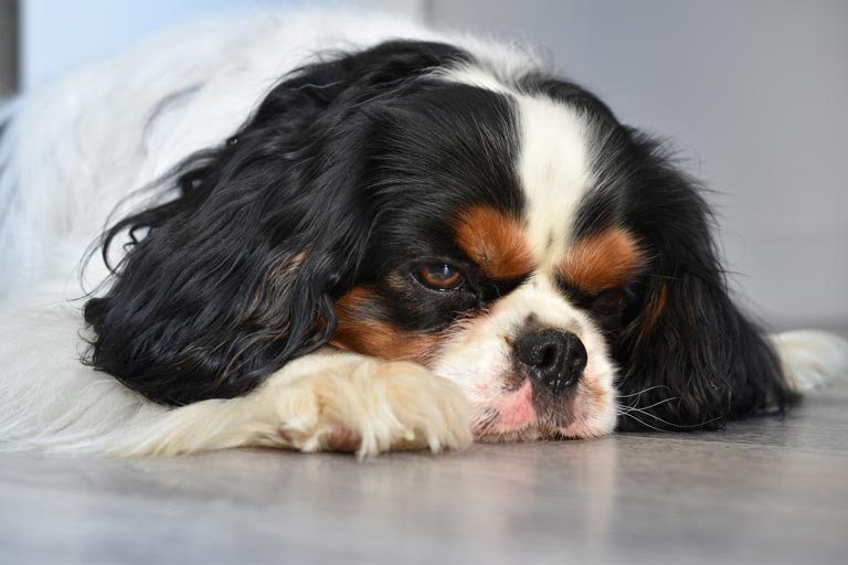 Temperatura u psa – co zrobić, gdy pies ma gorączkę | Zoonews.pl