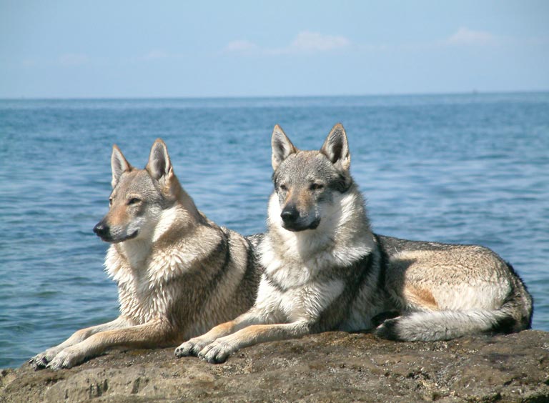 Charakterystyka psa rasy wilczak czechosłowacki