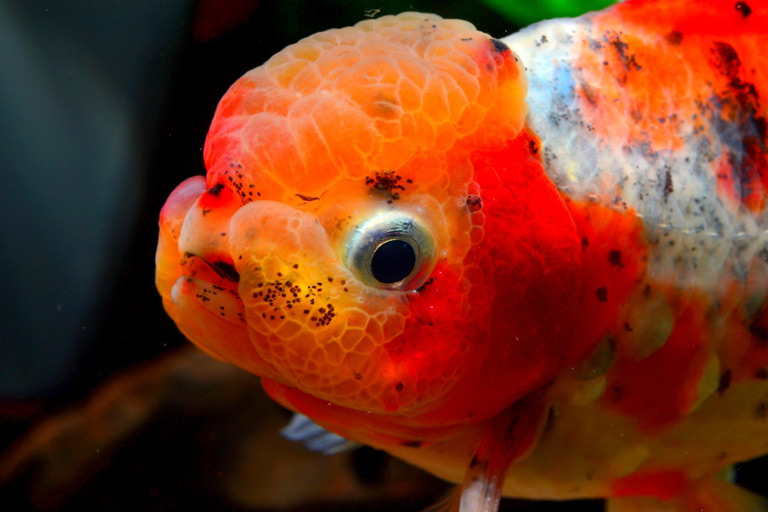 Złota rybka – ile żyje, jak się nazywa