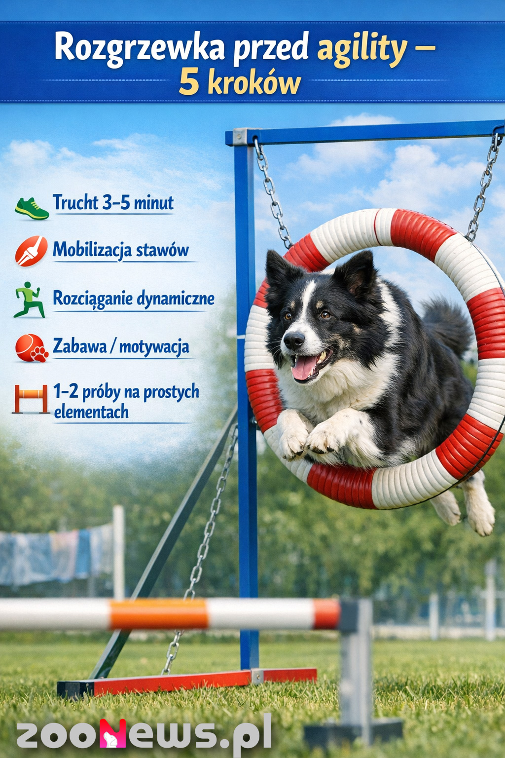 Agility dla psa infografika