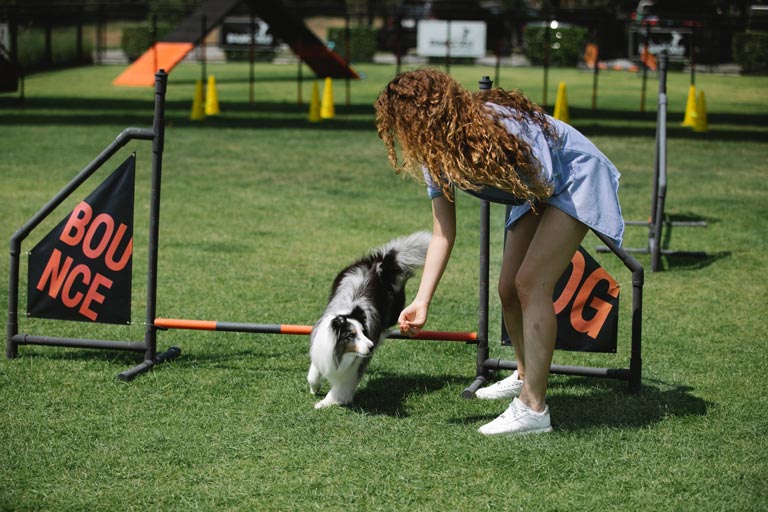 Agility – jak zacząć sport z przeszkodami dla psa