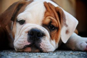 Anaplazmoza u psa – przyczyny, objawy, leczenie