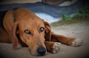 Babeszjoza u psa – objawy, leczenie, zapobieganie