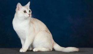 Burmilla – kot azjatycki cieniowany