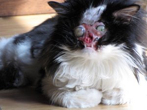 Chase no face – kot bez twarzy