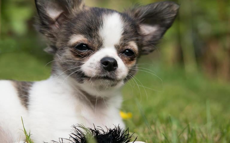 Małe pieski – poznaj 20 najpopularniejszych małych ras psów