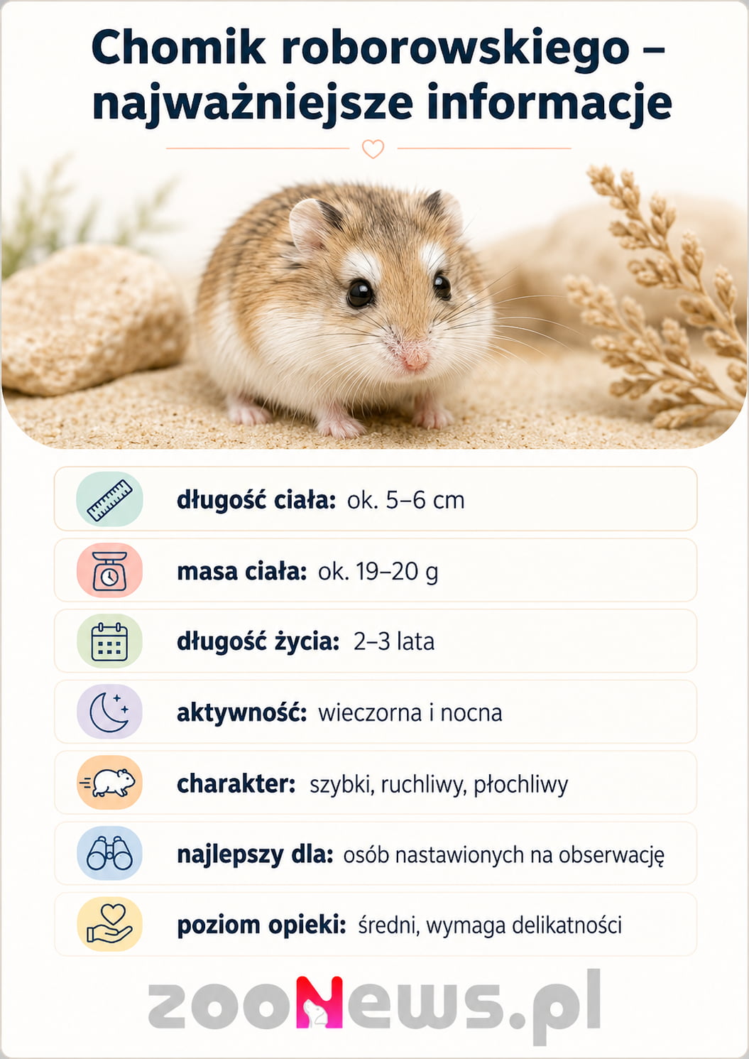 Chomik roborowskiego infografika