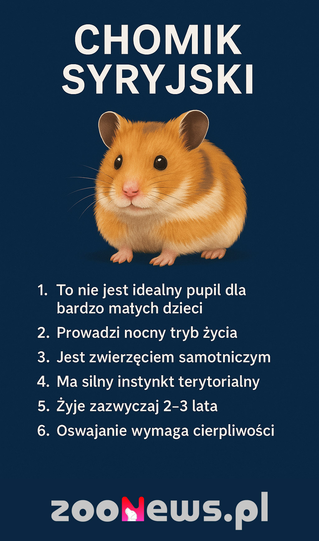 Chomik syryjski infografika