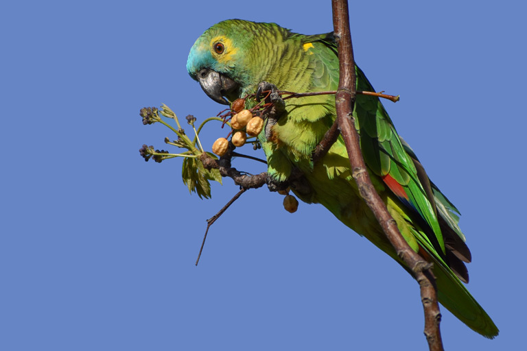 Gadająca papuga amazonka