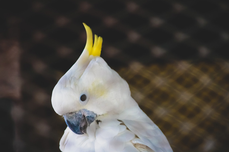 Gadająca papuga kakadu