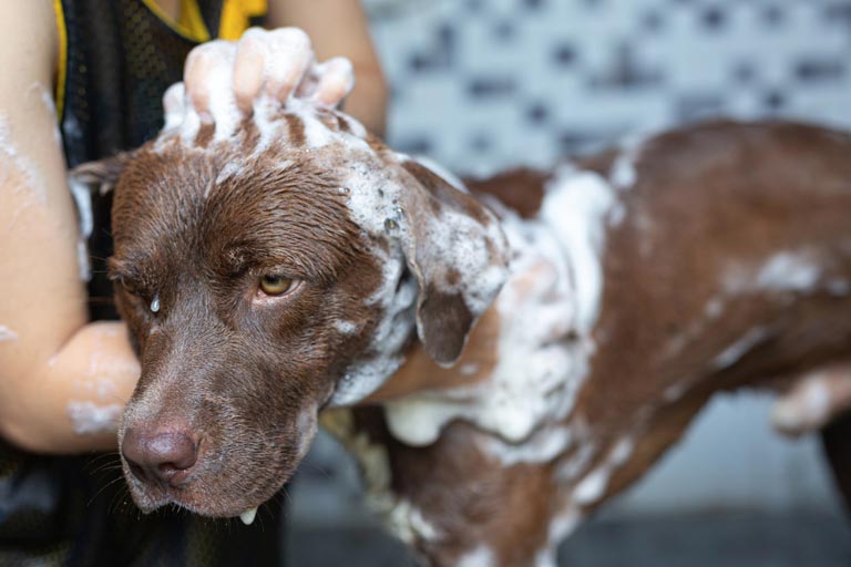 Kiedy i jak często kąpać psa?