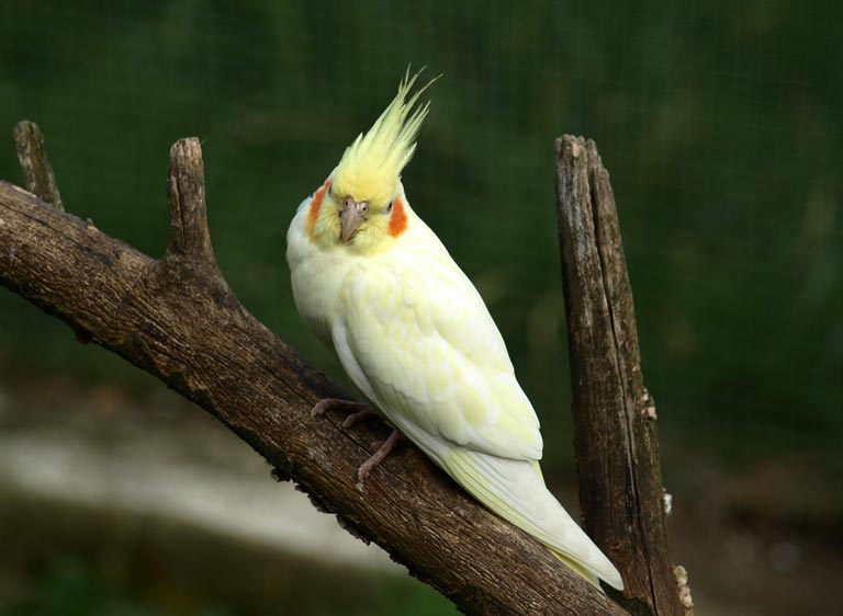 Żółta papuga nimfa