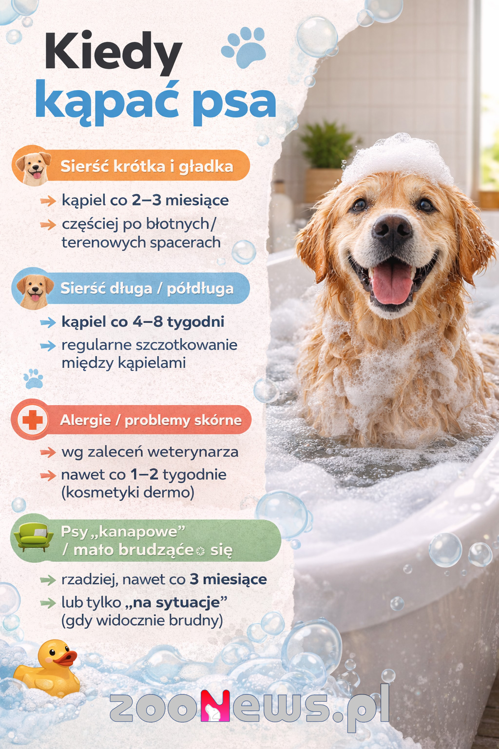 Kiedy kąpać psa infografika