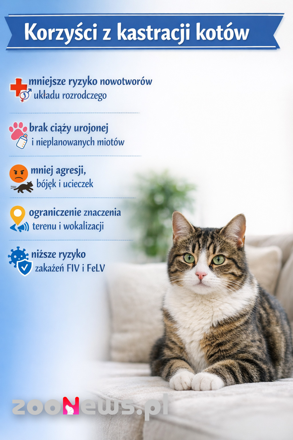 Kot po kastracji infografika