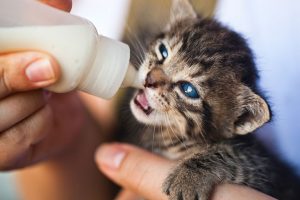 Mleko dla kota – jakie mleko może pić kot?