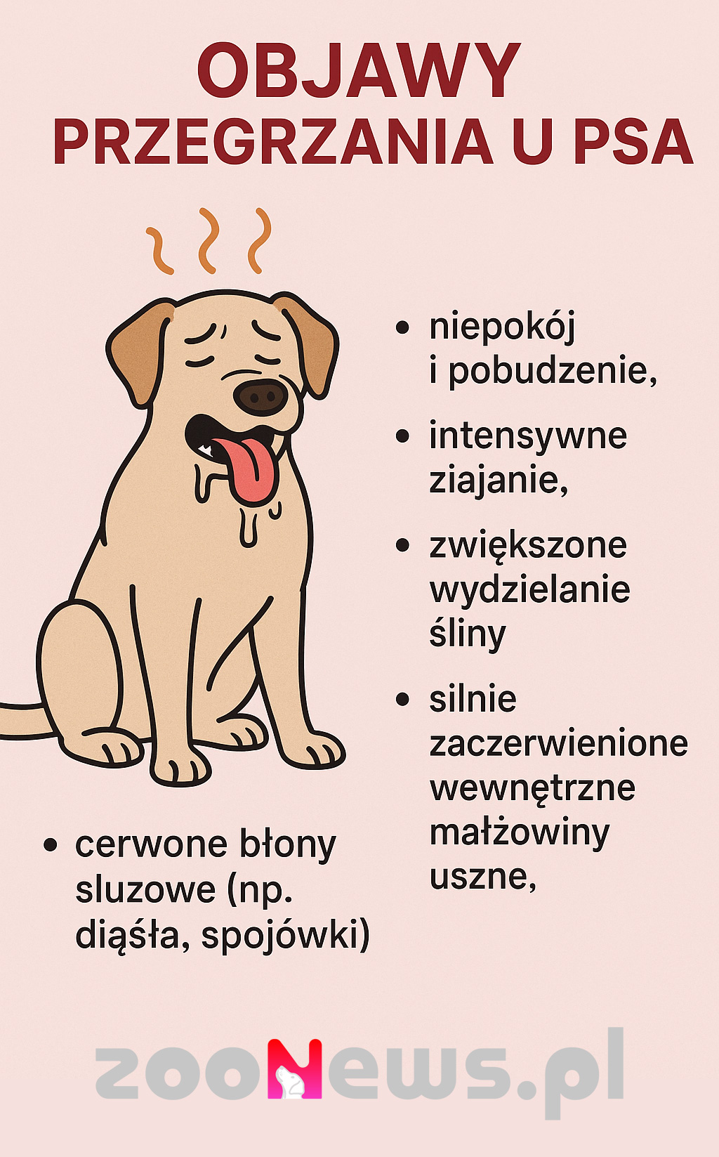 Objawy przegrzania u psa infografika