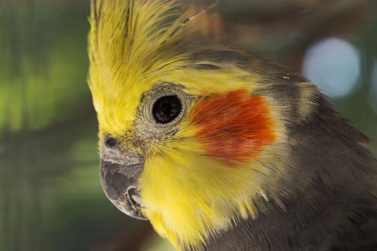 Papuga nimfa – ile żyje, ile kosztuje, jak oswoić nimfę