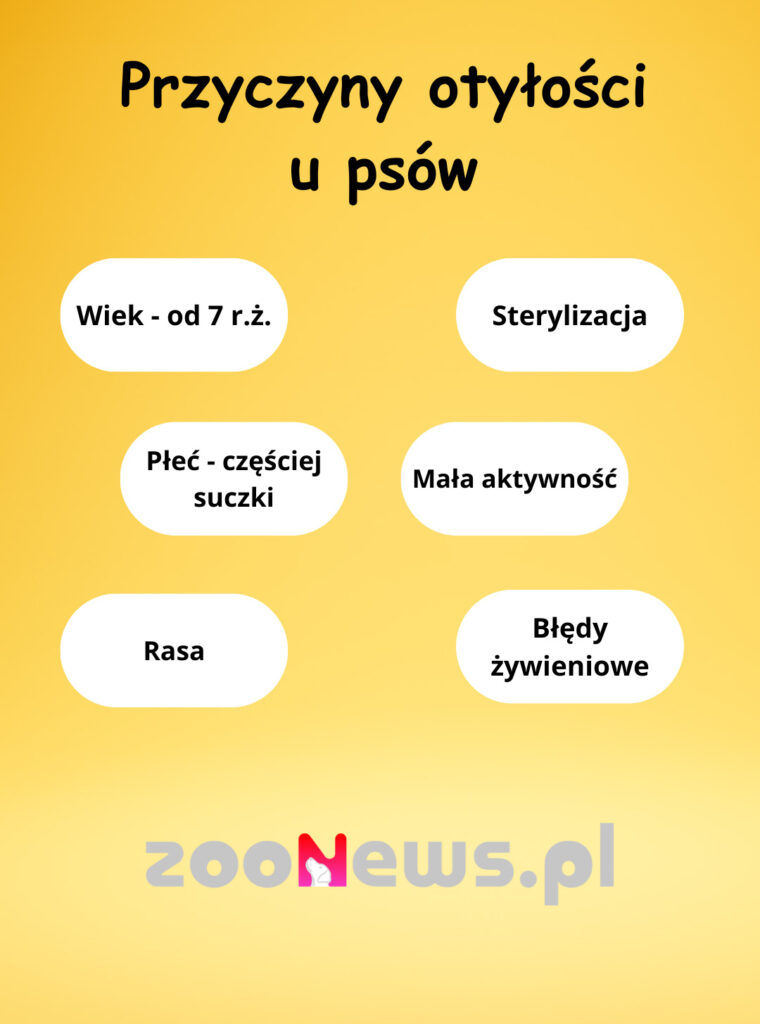 Infografika przedstawiająca częste przyczyny otłości u psów