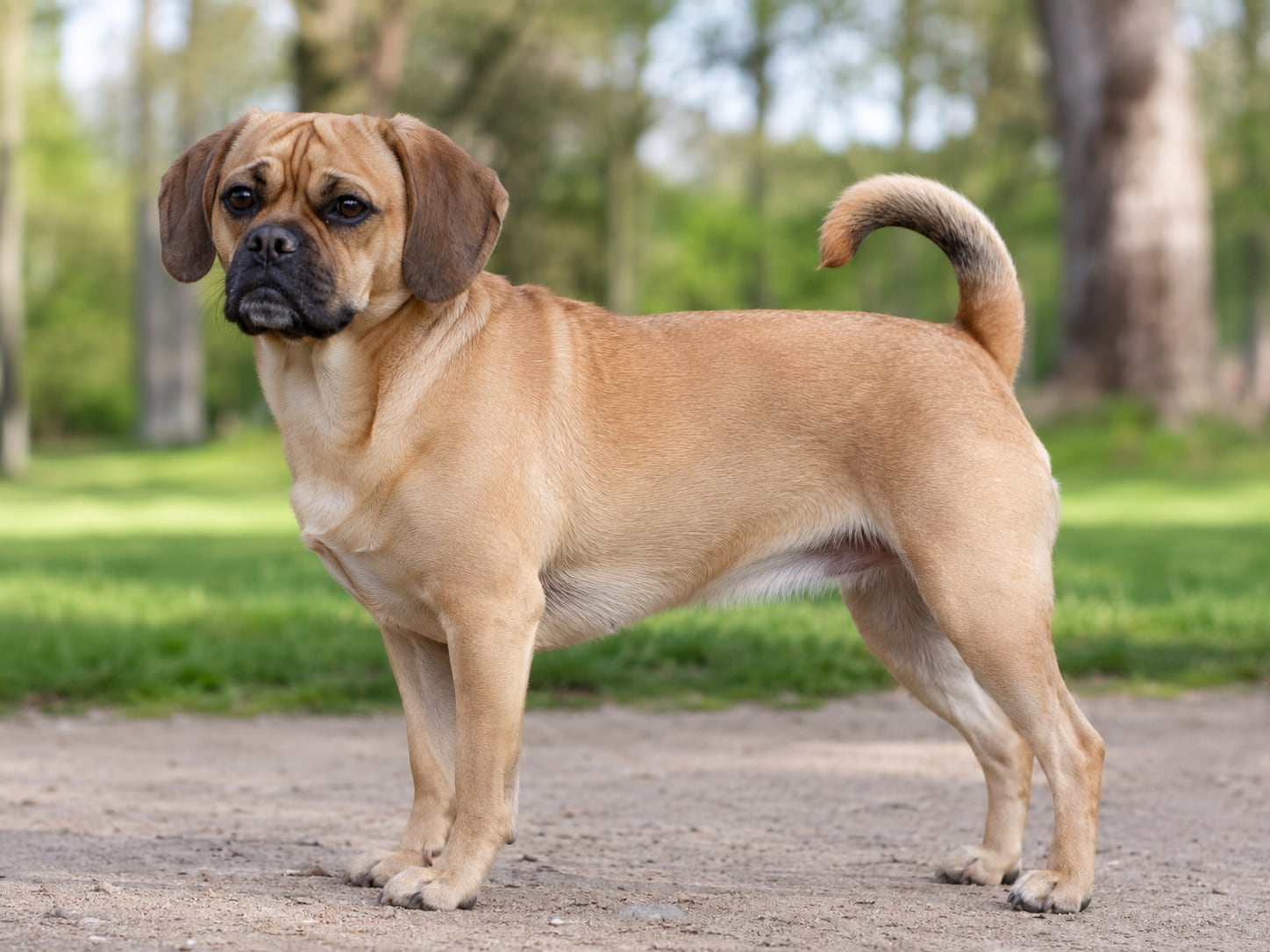 Puggle – kompletny przewodnik o rasie