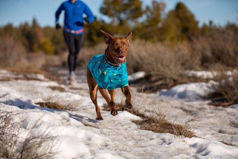 Ubranko dla psa – czy ubierać psa zimą?