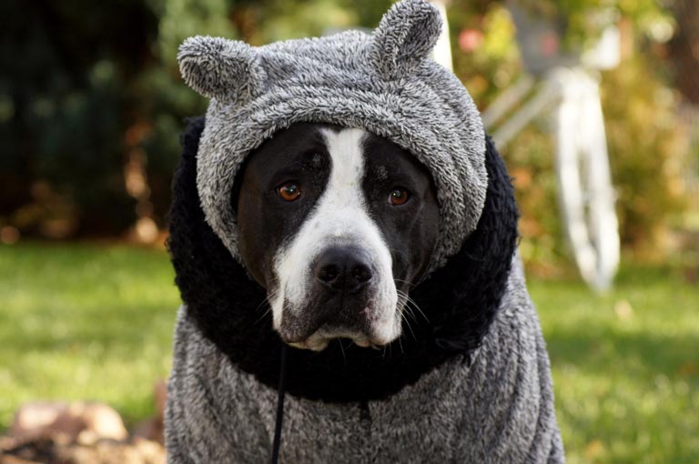 Ubranko dla psa – czy ubierać psa zimą? | Zoonews.pl