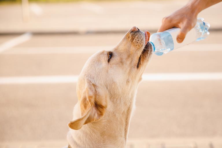 Czy wiesz, w jaki sposób pomóc psu przetrwać w upalne dni? | Zoonews.pl