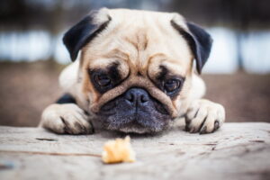 Jak karmić psa z wrażliwym żołądkiem?