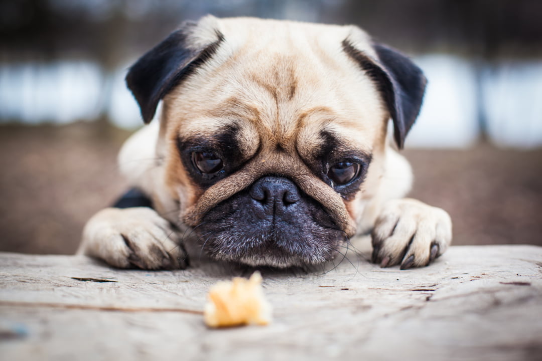 Jak karmić psa z wrażliwym żołądkiem?