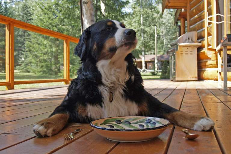 Berneńskie pies pasterski – żywienie