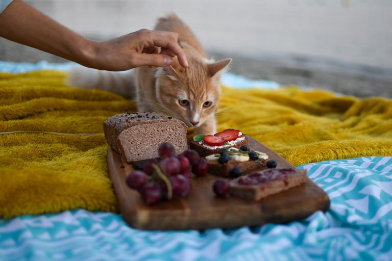 Czego nie mogą jeść koty – TOP 9 produkty niebezpieczne dla kota