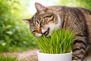 Dlaczego kot je trawę?
