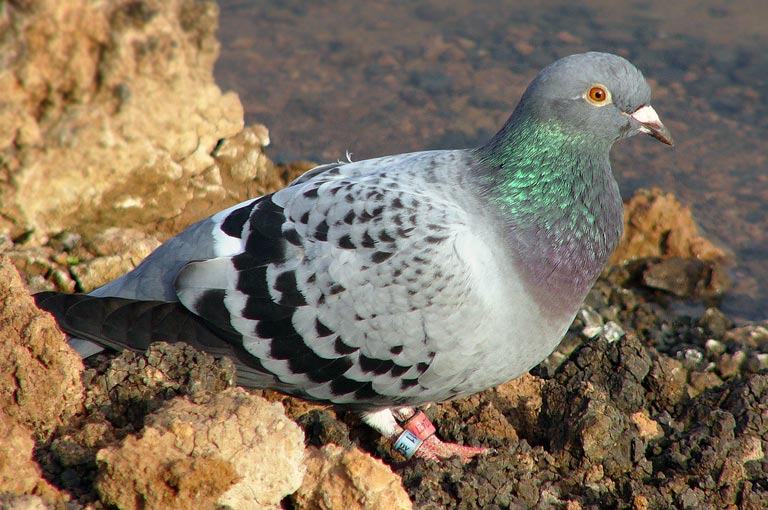 Gołębie pocztowe – czym karmić gołębie pocztowe młode i dorosłe