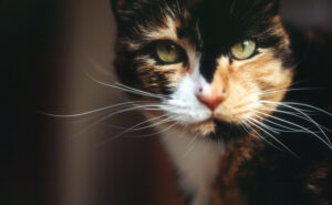 jak wygląd szylkretowy kot?