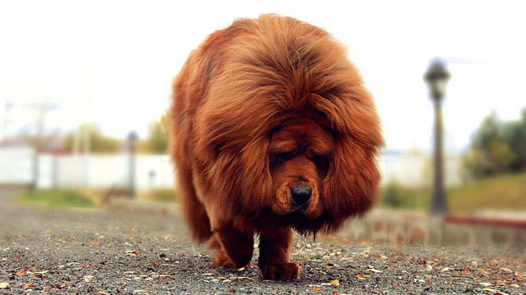 Charakter psa rasy mastif tybetański