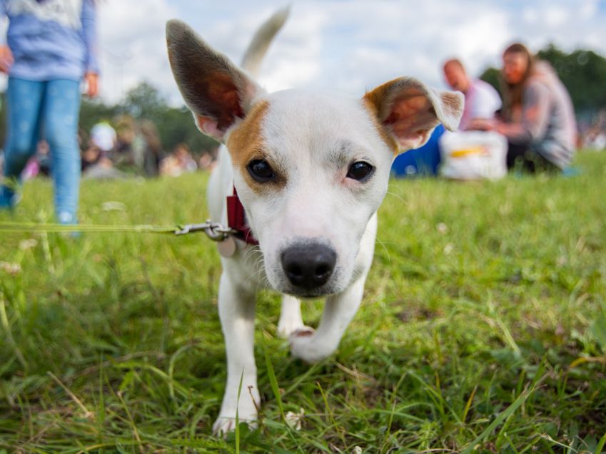 Socjalizacja psa – czym jest i czy jest konieczna? | Zoonews.pl