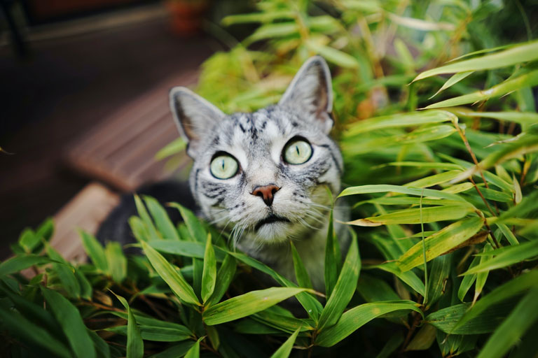 Trawa dla kota – jaka kocia trawa będzie najlepsza? Dlaczego koty jedzą trawę?