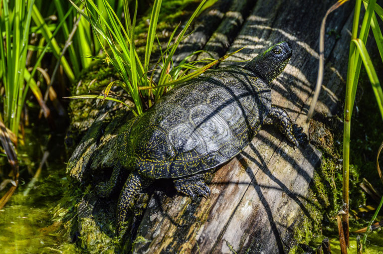 Żółw błotny – jak wygląda, gdzie występuje, opis gatunku