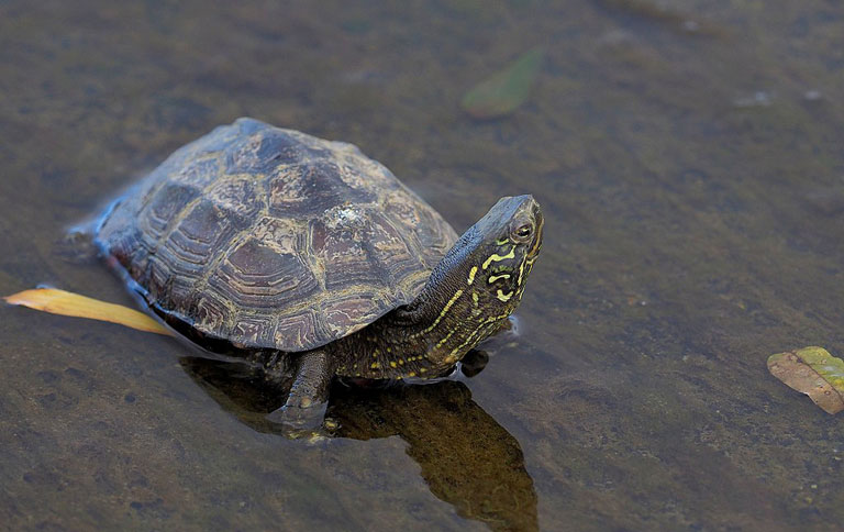 Żółw chiński Mauremys reevesii – opis gatunku | Zoonews.pl