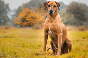 Rhodesian ridgeback – cena, hodowla, opis rasy