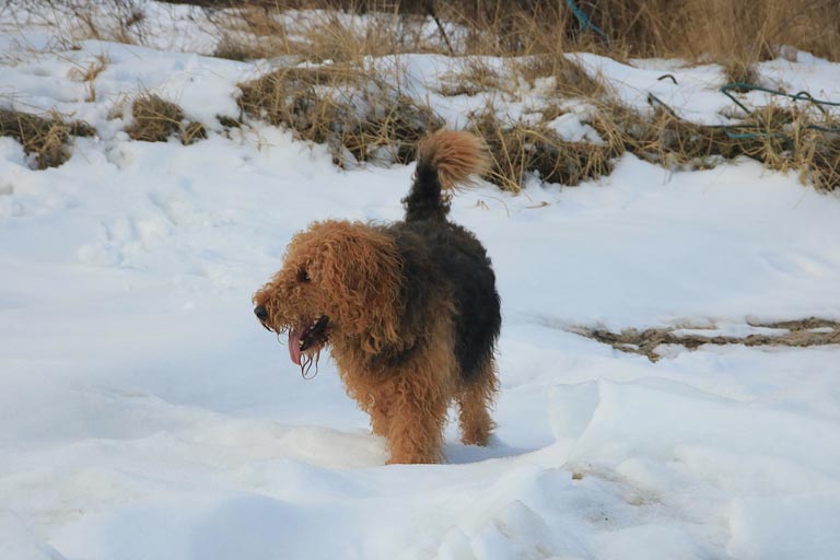 Airedale terrier – zdrowie