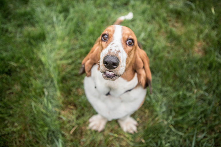 Basset hound – charakter