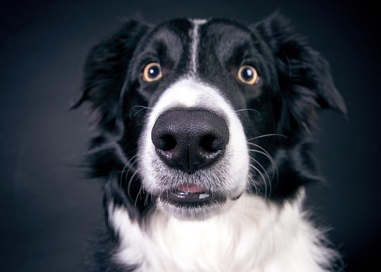 Najmądrzejsze psy – 10 top ras w rankingu inteligencji psów