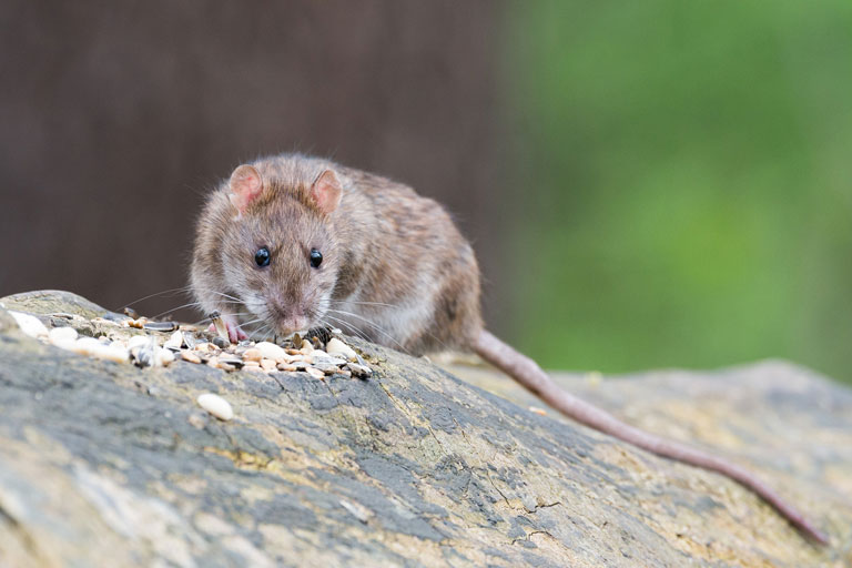 Jak duży rośnie szczur domowy?