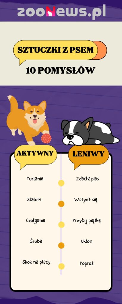 Infografika z pomysłami na sztuczki dla aktywnych i leniwych piesków