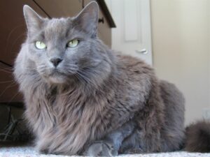 Nebelung to długowłosa odmiana krótkowłosego kota rosyjskiego niebieskiego.