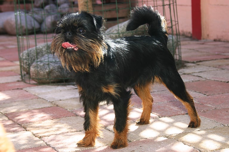 Gryfonik belgijski to rasa psów, która pochodzi od szorstkowłosego psa brukselskiego, który nazywany był „Smousje”.
