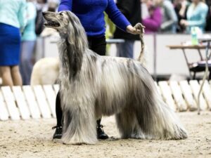 czym zajmuje się handler?