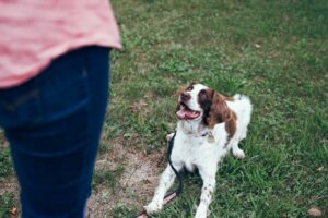 Kliker dla psa – jak przeprowadzić szkolenie klikerowe