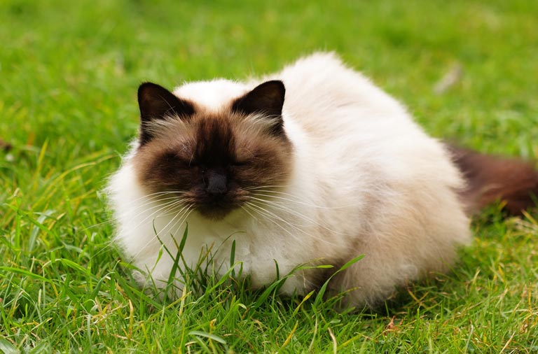 Kot himalajski na trawie